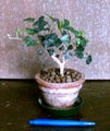 Hedera Helix Bonsai